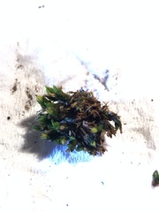 Orthotrichum stramineum