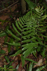 Microlepia marginata