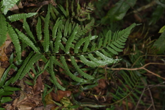 Microlepia marginata