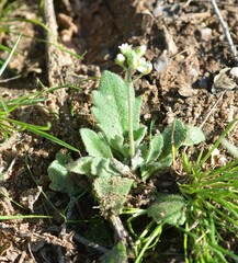 Tomostima cuneifolia