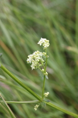 Galium mollugo