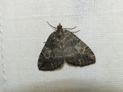Hydriomena furcata