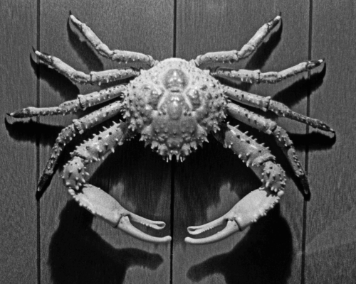 Photo of Channel clinging crab (Mithrax spinosissimus)