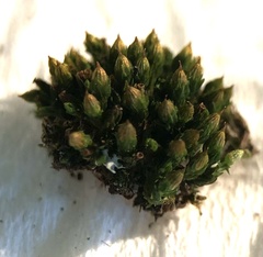 Orthotrichum schimperi