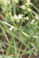 Galium mollugo