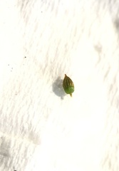 Orthotrichum schimperi