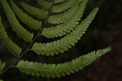 Microlepia marginata