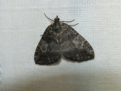 Hydriomena furcata