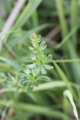 Galium mollugo