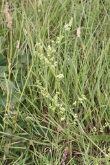 Galium mollugo
