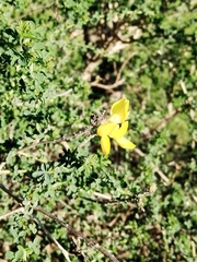 Adenocarpus complicatus