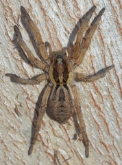 Hogna ferox
