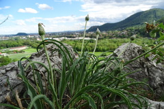 Takhtajaniantha austriaca