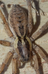 Hogna ferox