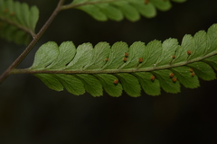 Microlepia marginata