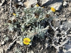 Thymophylla micropoides