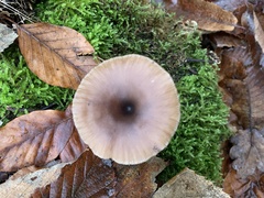 Pseudoclitocybe