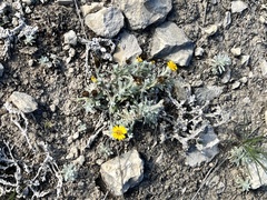 Thymophylla micropoides