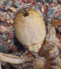 Hogna ferox
