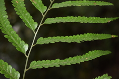 Microlepia marginata