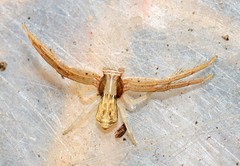 Runcinia aethiops