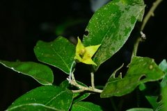 Elaeagnus formosensis