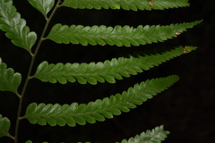 Microlepia marginata
