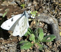 Tomostima cuneifolia