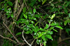 Elaeagnus formosensis