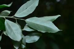 Elaeagnus formosensis
