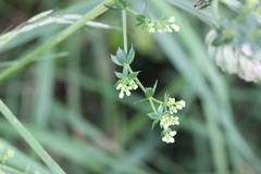 Galium mollugo