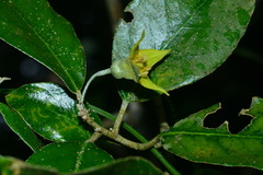Elaeagnus formosensis