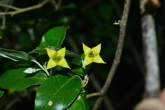 Elaeagnus formosensis