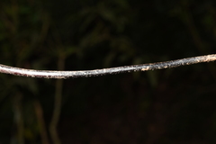 Microlepia marginata