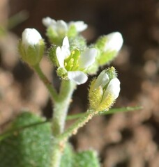 Tomostima cuneifolia