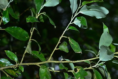 Elaeagnus formosensis