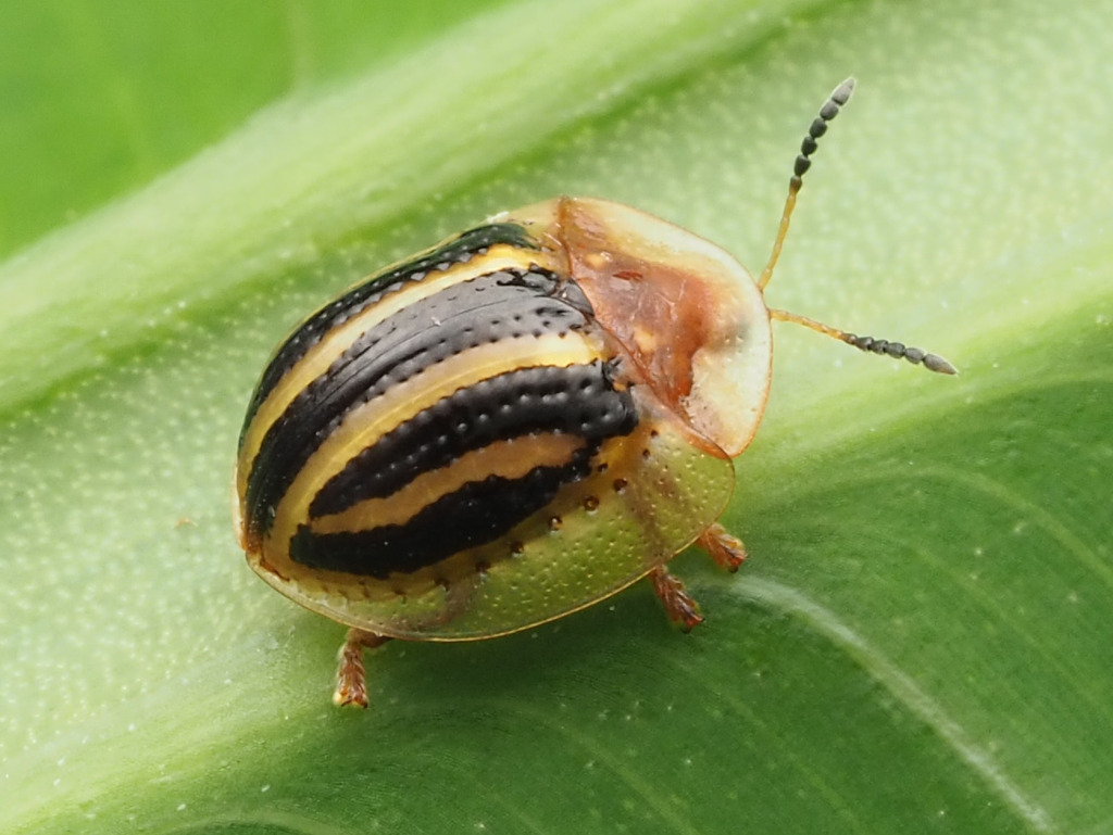 Agroiconota propinqua
