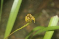 Maxillaria subrepens