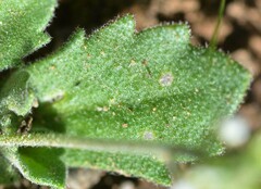 Tomostima cuneifolia