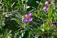 Fagonia cretica