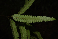 Microlepia marginata