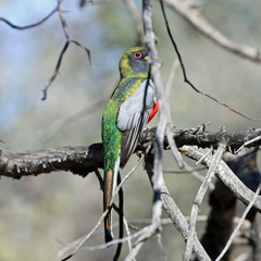 Trogon elegans