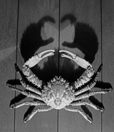 Photo of Channel clinging crab (Mithrax spinosissimus)