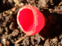 Sarcoscypha coccinea