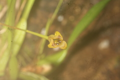 Maxillaria subrepens