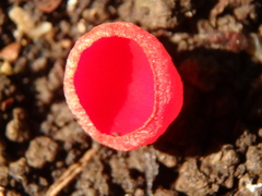 Sarcoscypha coccinea