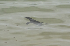 Spheniscus mendiculus