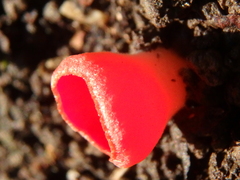 Sarcoscypha coccinea