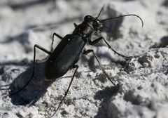 Cicindela haemorrhagica
