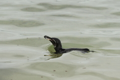 Spheniscus mendiculus